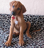 ridgeback litter